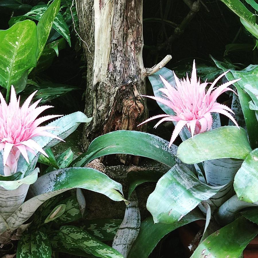 Recanto Toca Das Plantas De Ilhabela II Bagian luar foto