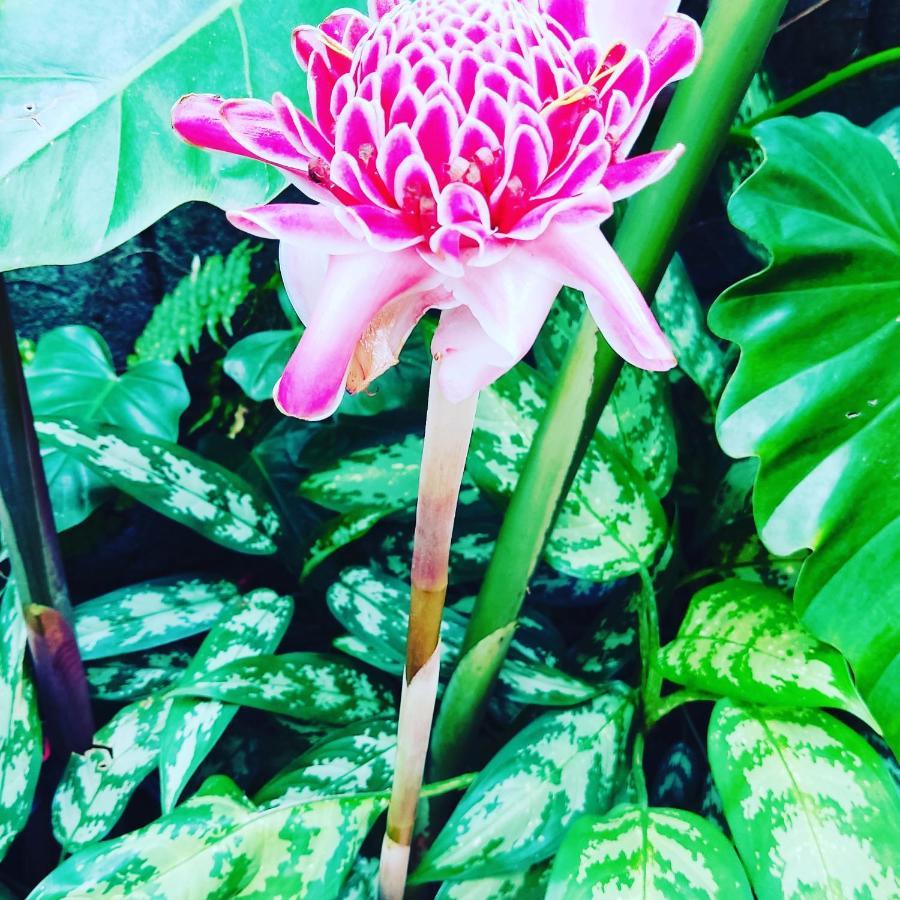 Recanto Toca Das Plantas De Ilhabela II Bagian luar foto