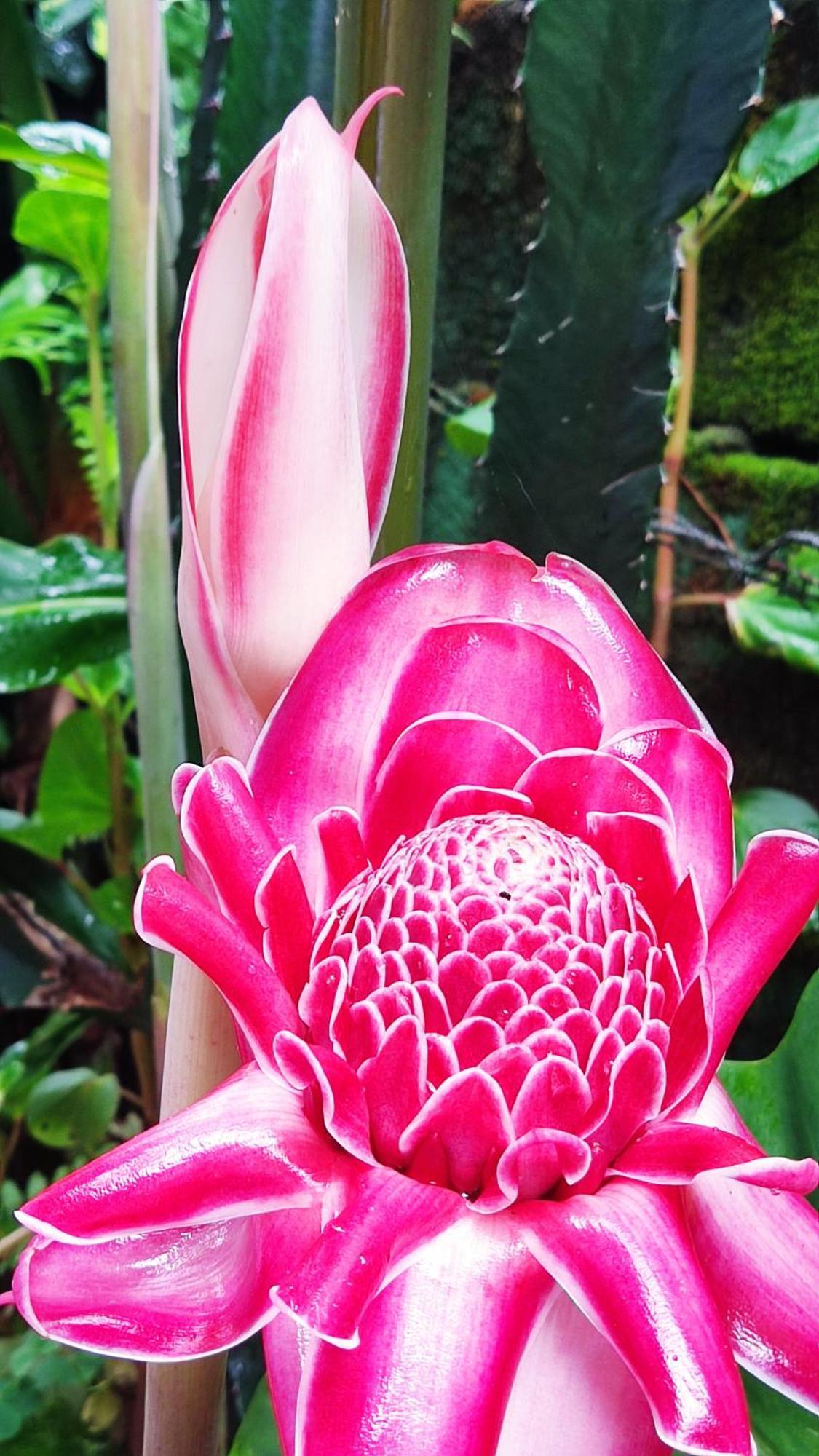 Recanto Toca Das Plantas De Ilhabela II Bagian luar foto