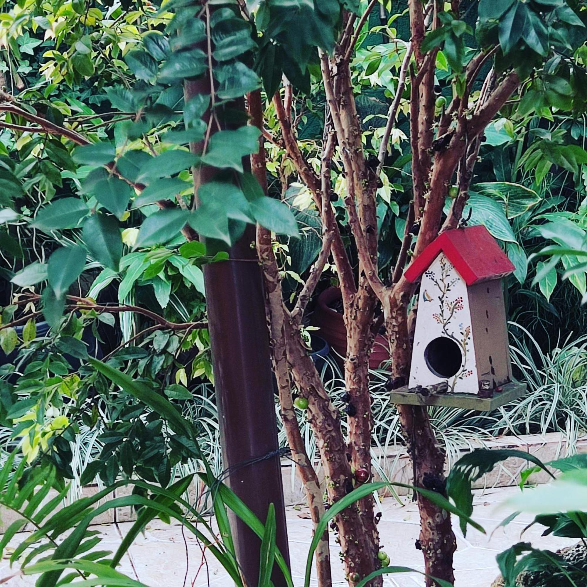 Recanto Toca Das Plantas De Ilhabela II Bagian luar foto